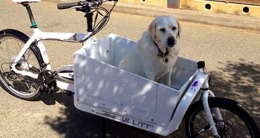 Cargo bike for dogs 1